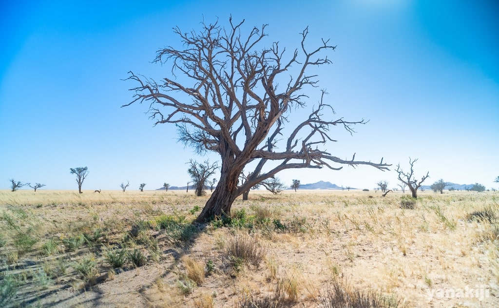 ナミビア道中の大きな木