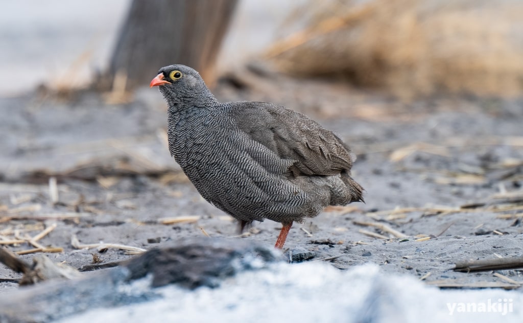 オカバンコデルタの鳥