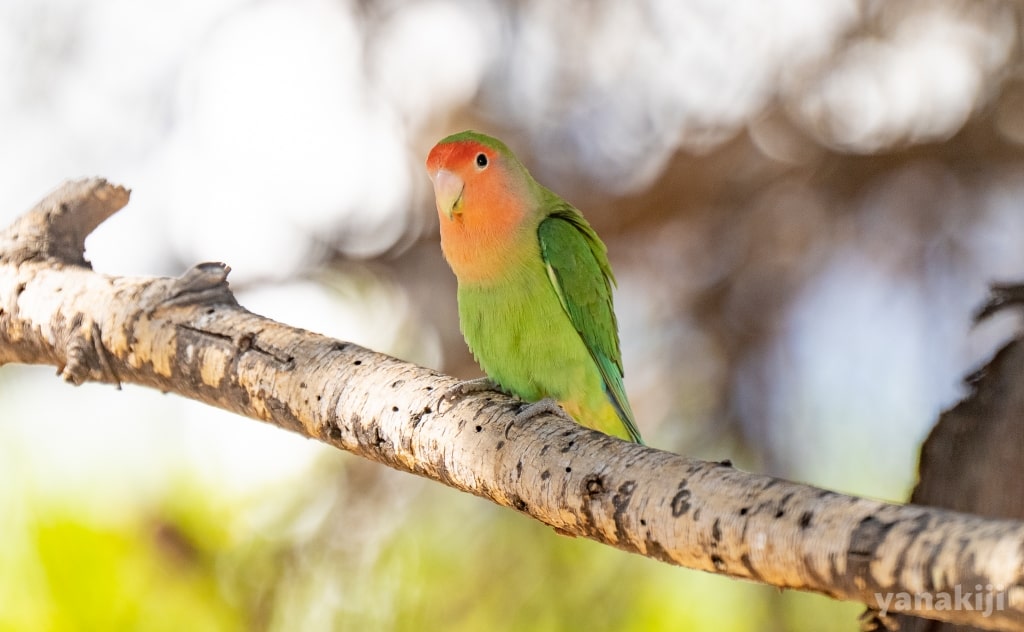 コザクラインコが止まっている