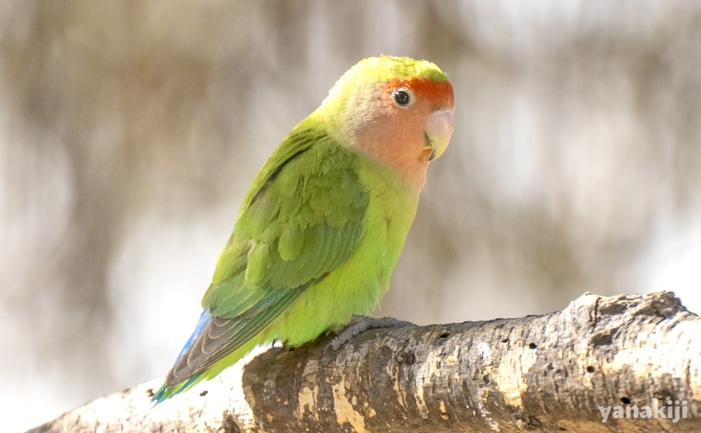 コザクラインコ