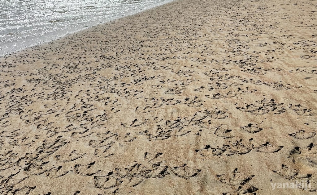 フラミンゴの大量の足跡