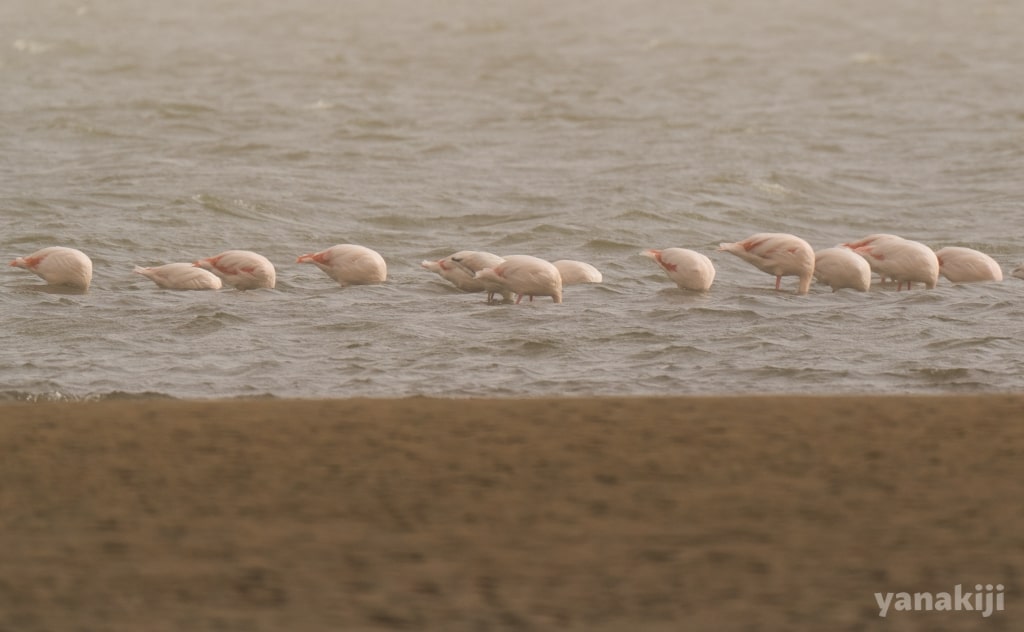 海に顔をうずめるフラミンゴ
