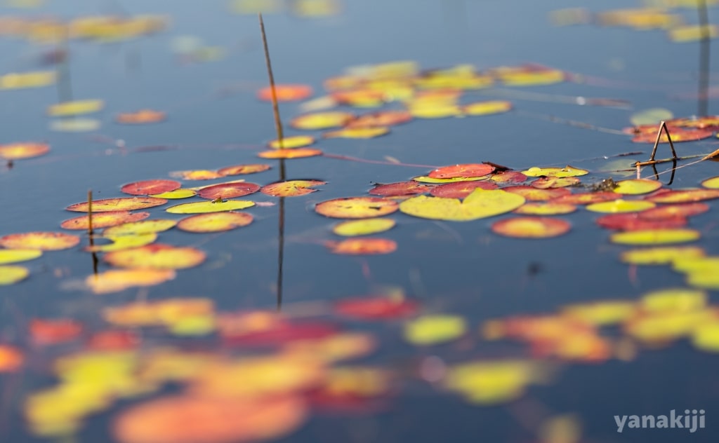 紅葉した葉