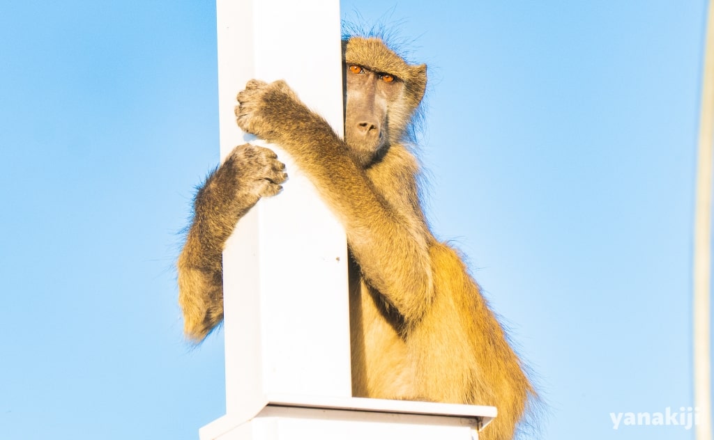 サル