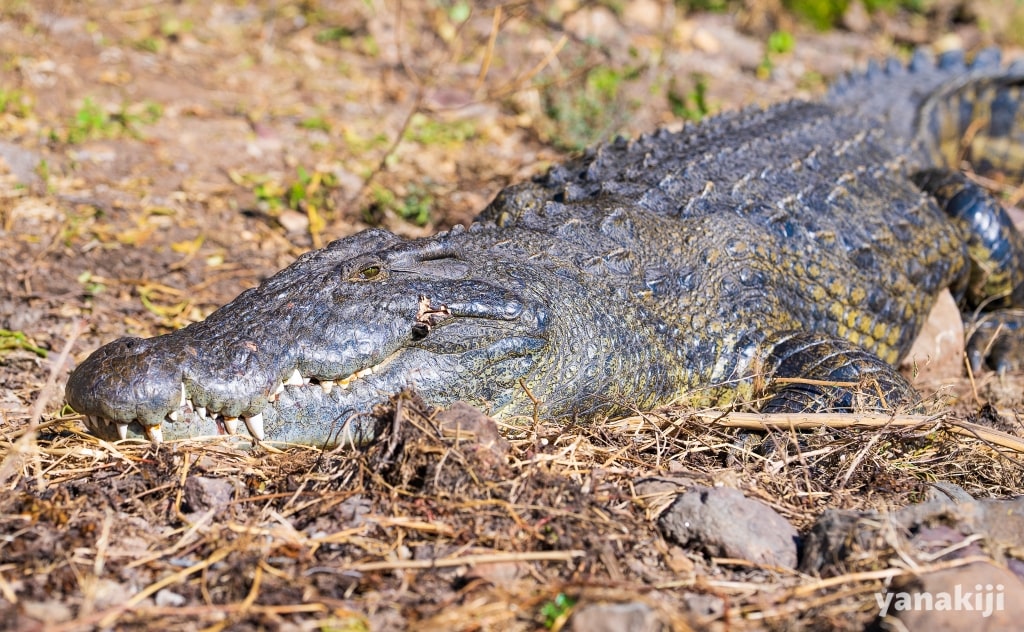 チョベ国立公園のボートサファリ_目をあけているワニ