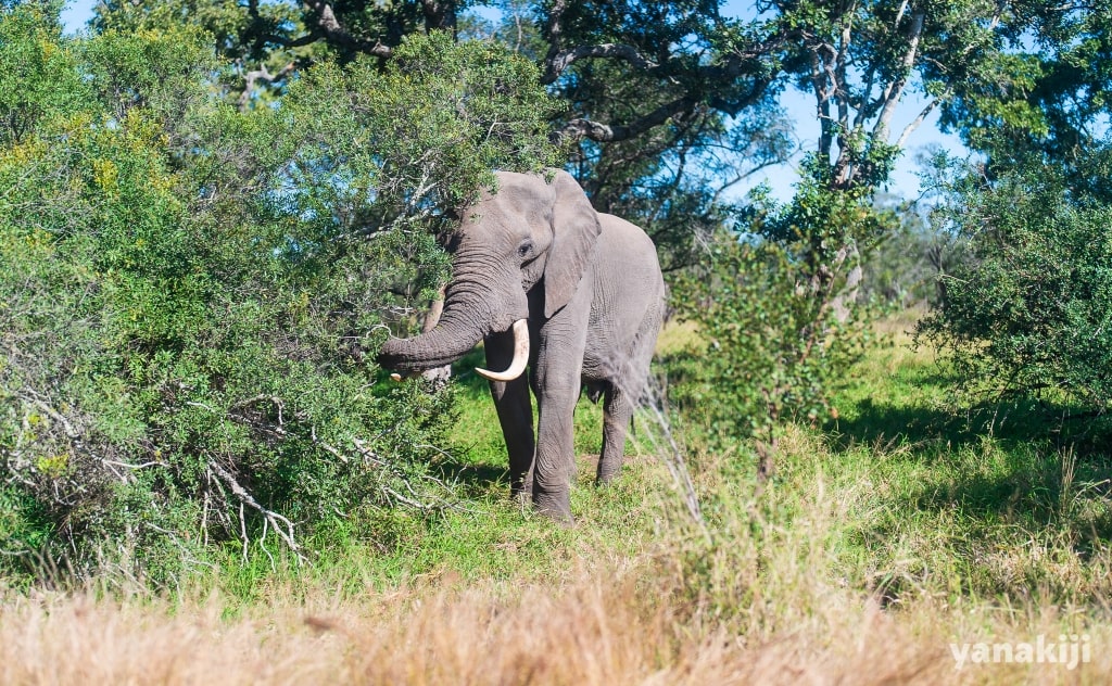 アフリカゾウ