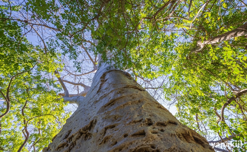 バオバブの木を見上げる
