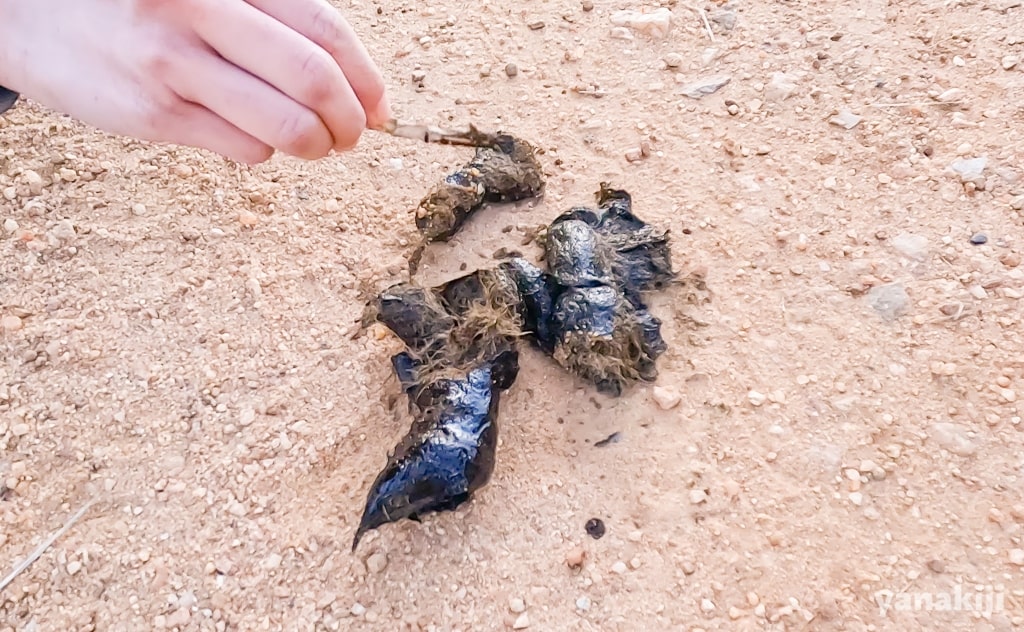 ヒョウのうんち2