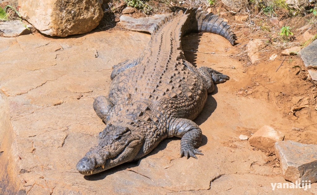 大きなワニ