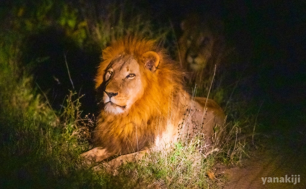 夜のライオン