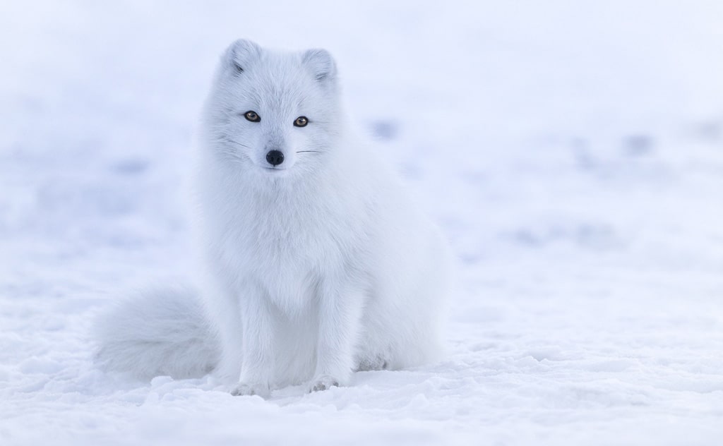 極寒を生き抜くホッキョクギツネ(Arctic Fox)の生態を学ぶ