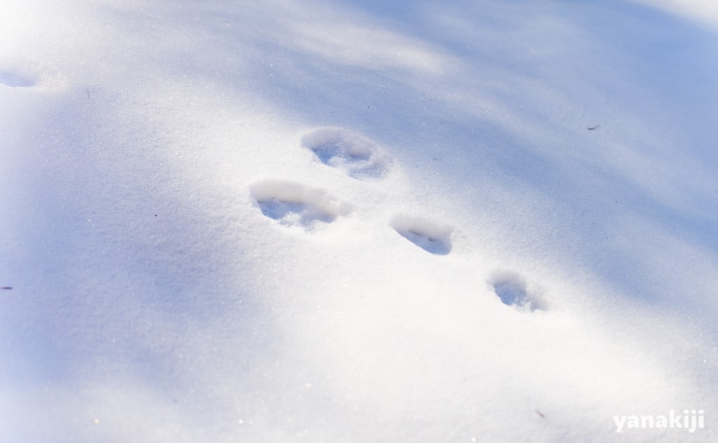 雪道に残った野うさぎの足跡