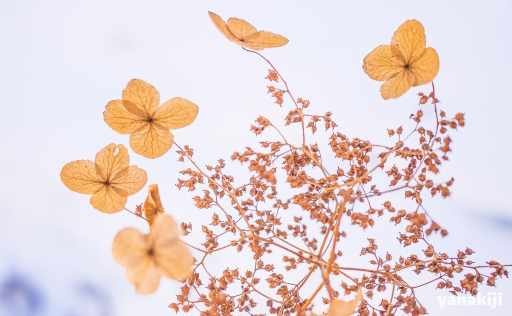 枯れた紫陽花