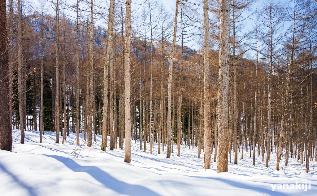 カラマツ林に囲まれた道