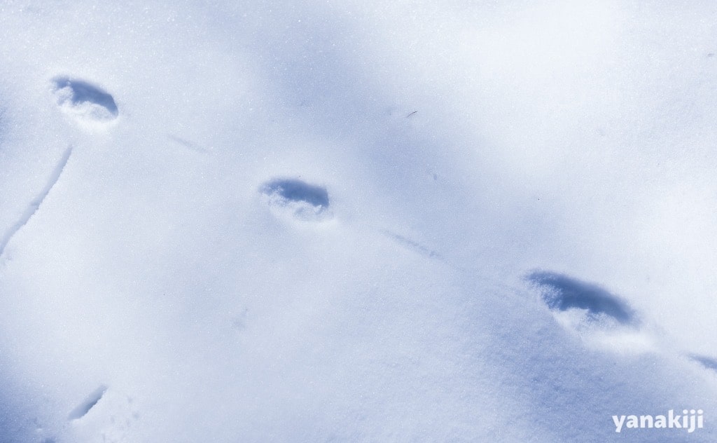 雪道に残ったネズミの足跡