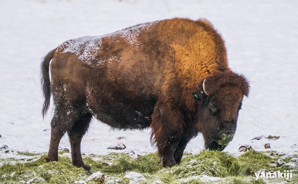 カナダ🇨🇦ユーコン野生動物保護区のバイソン