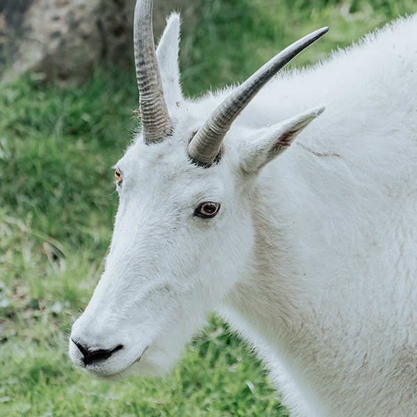 マウンテンゴート