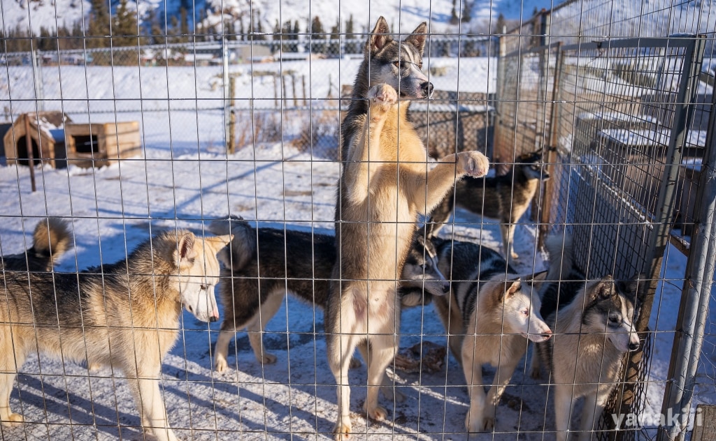 大歓迎してくれた犬くんたち