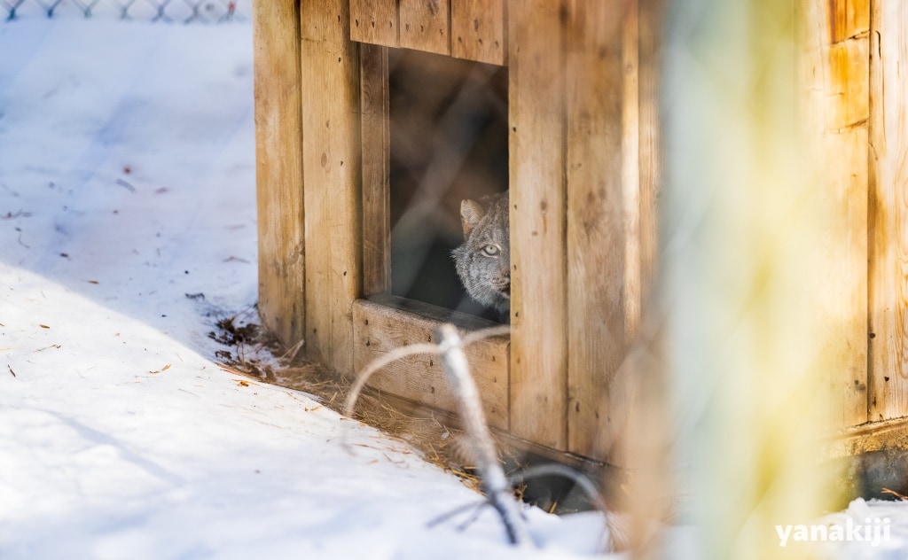 小屋にいるカナダオオヤマネコ