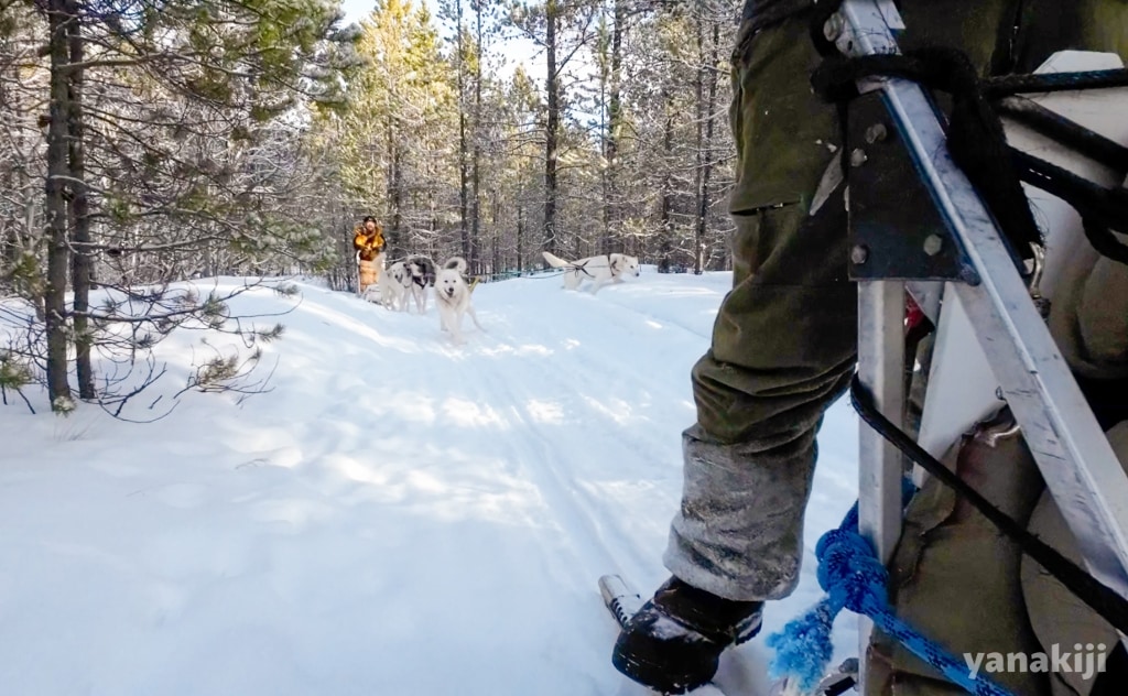 遠くの方にいるきじー