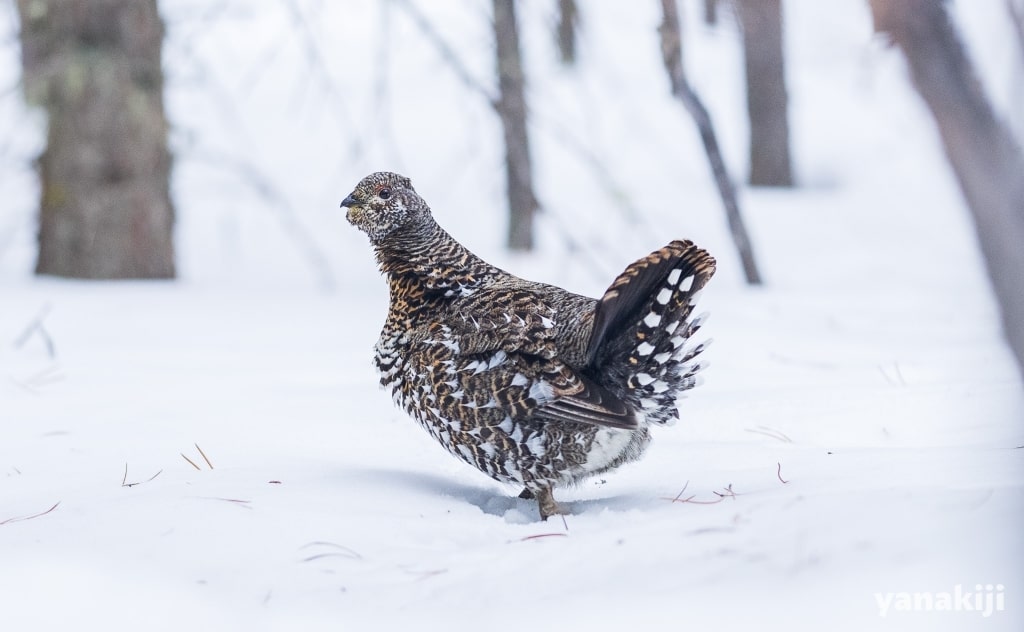 雪道に佇むライチョウ