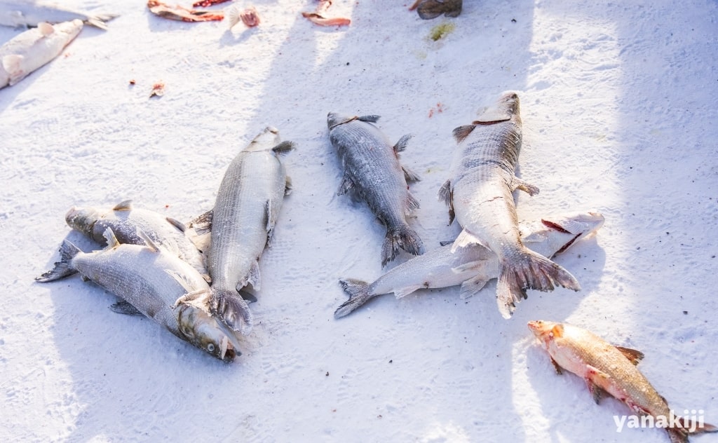 凍った魚たち