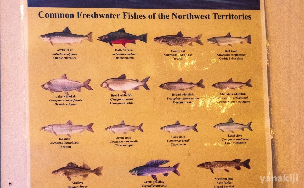 生息している一般的な魚の種類