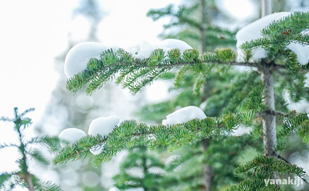 ペイトー湖_木に雪が積もっている