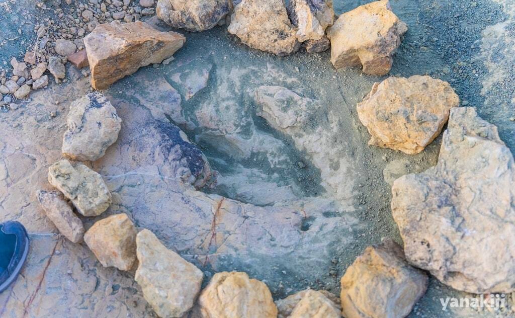 大型肉食恐竜の足跡