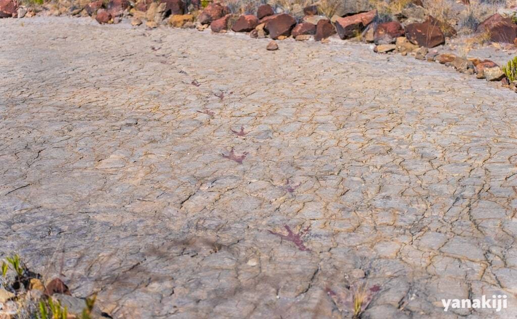 ウマハランタ鍾乳洞探索コース_恐竜の歩く跡