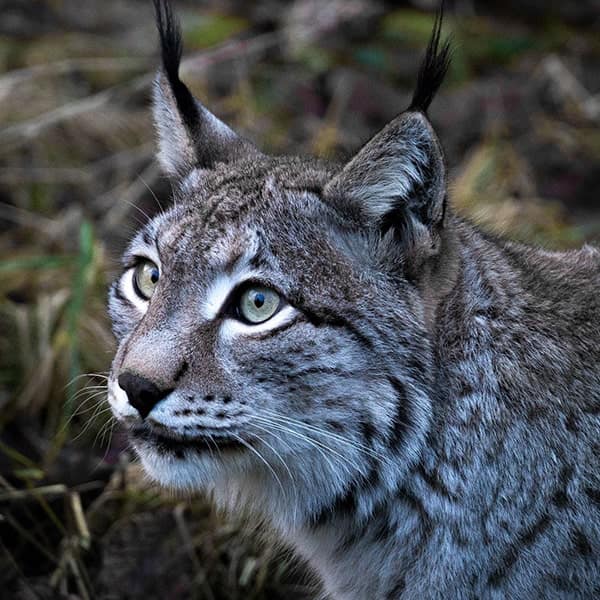 極寒のネコ科動物！ボブキャット・ピューマ・カナダオオヤマネコの生態 