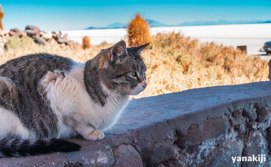 ランチ_ねこ