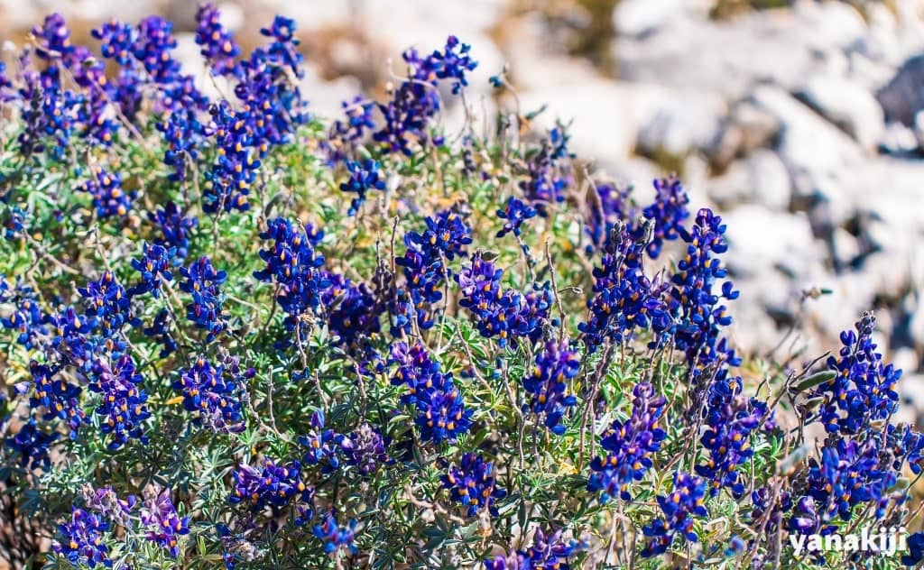 パロン湖登り_紫色のお花