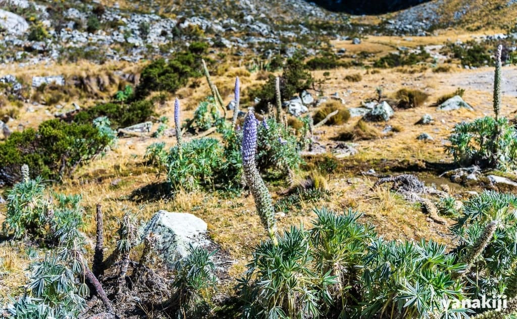 ラグーン69登り残り1時間_面白い植物