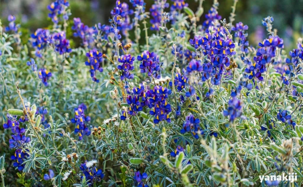 ラグーン69登り残り5キロ_紫のお花