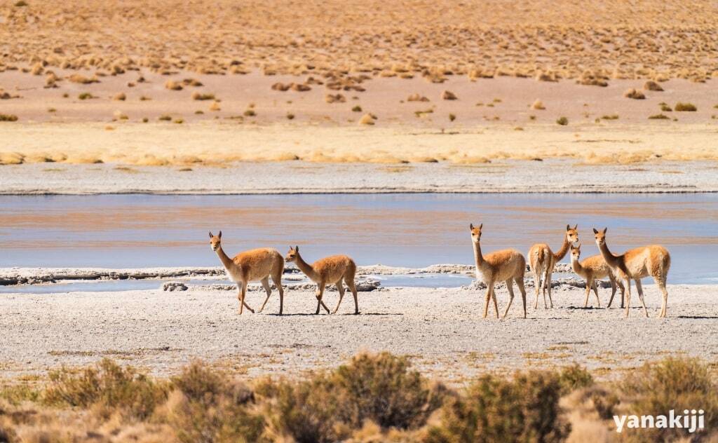 3_パストスグランデス湖にいたビクーニャ