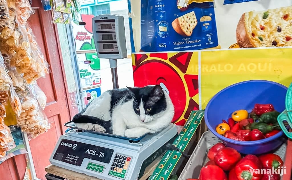 アバンカイの街_八百屋っぽいお店の猫
