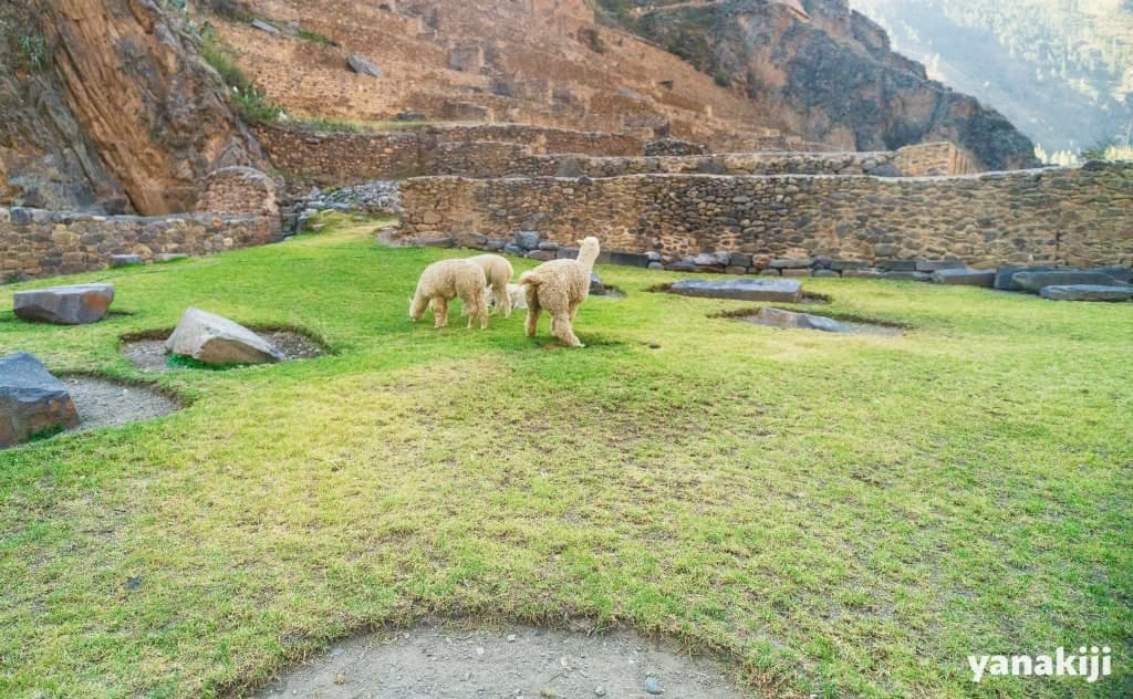 オリャンタイタンボ遺跡_地上にいるアルパカ