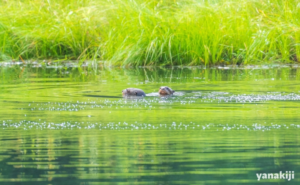 オオカワウソ