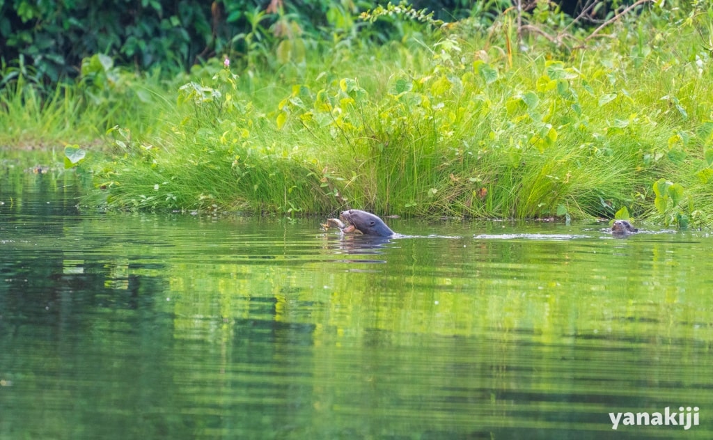 オオカワウソ_獲物をしとめた