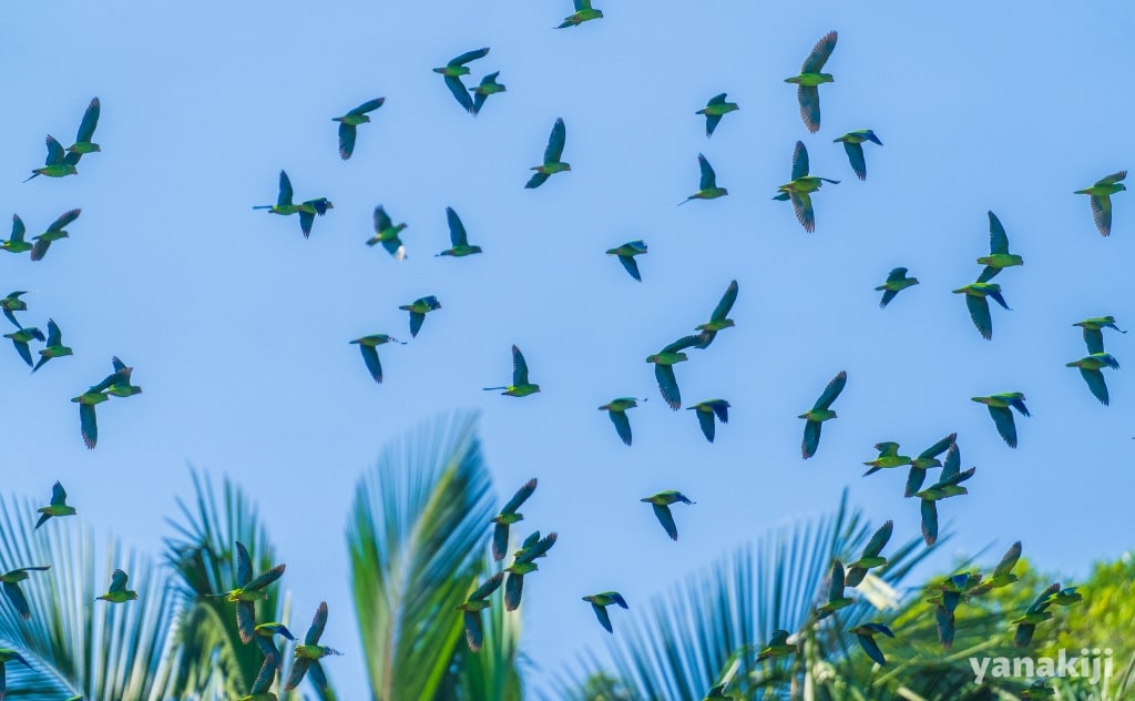 大量のインコ