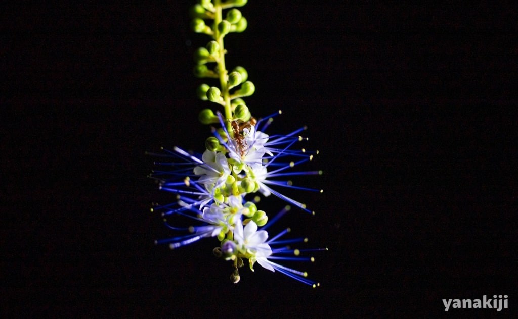 熱帯雨林っぽい植物