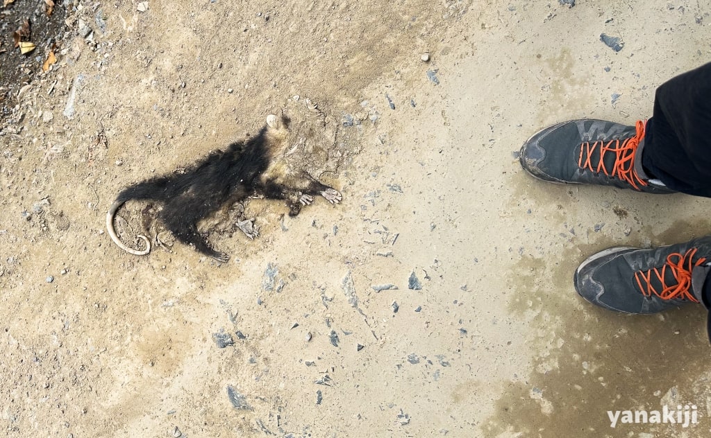 猿の死骸