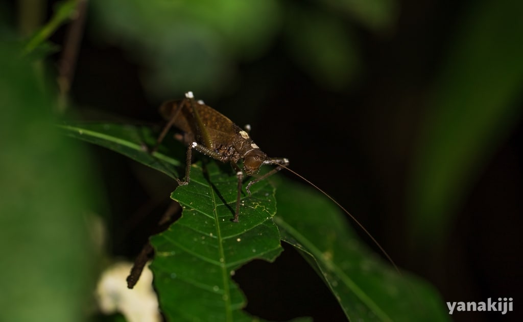 触覚の長い虫