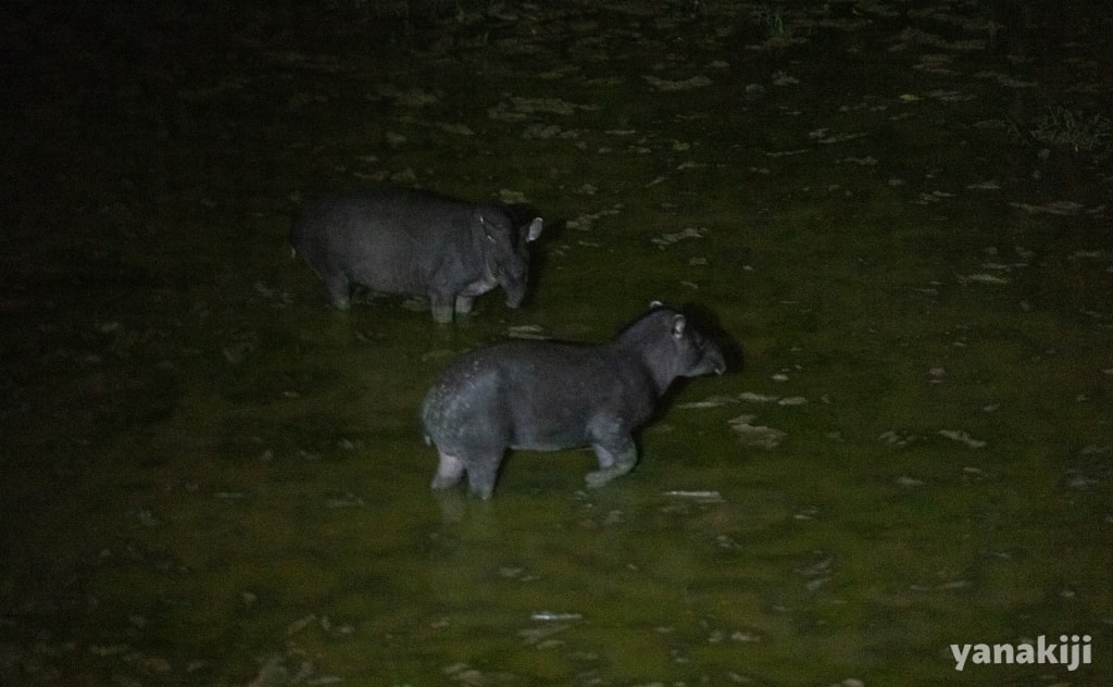 2頭のバク