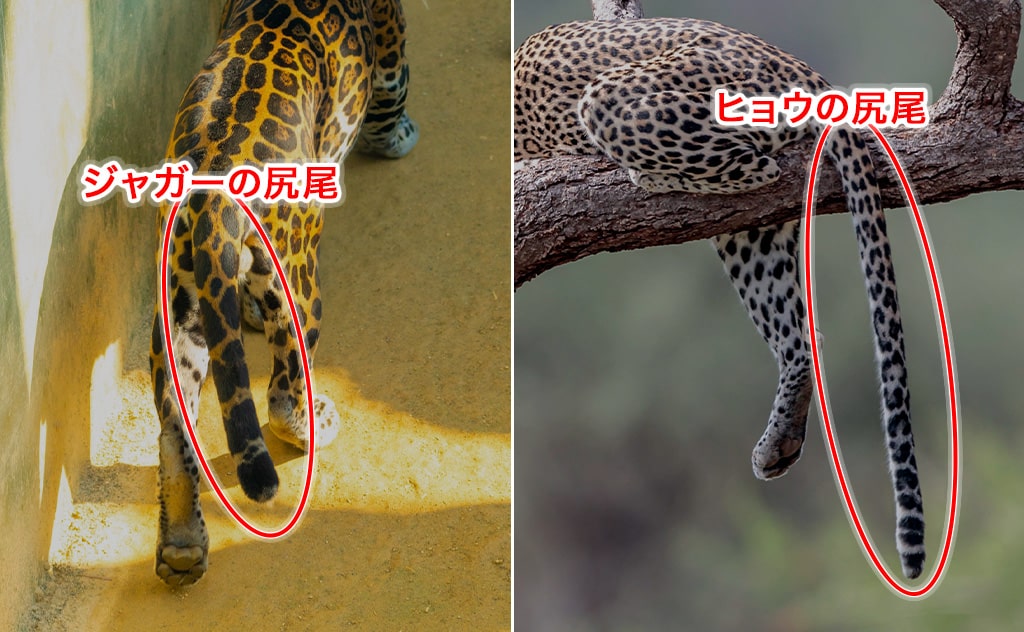 ジャガーの尻尾(左)と、ヒョウの尻尾(右)