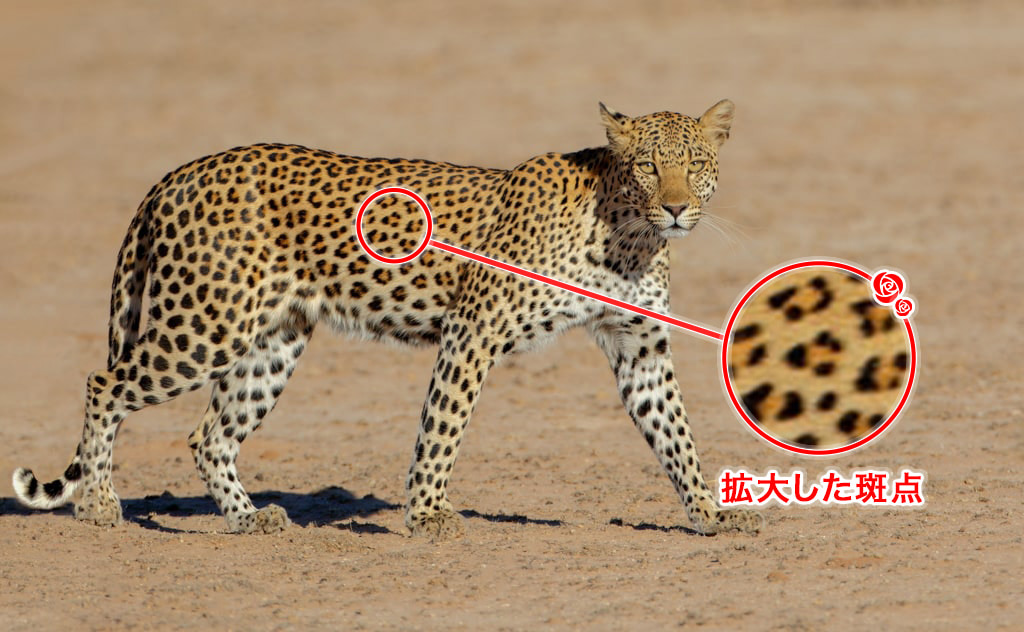 「ロゼット」と呼ばれる斑点