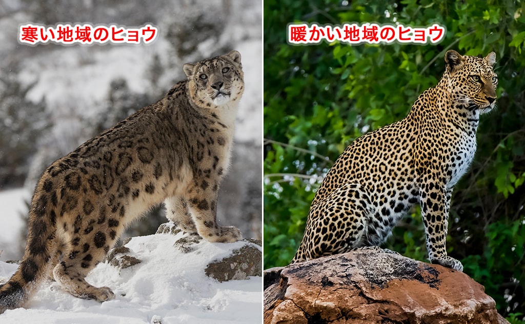 寒い地域に生息するヒョウ(左)と、暖かい地域に生息するヒョウ(右)
