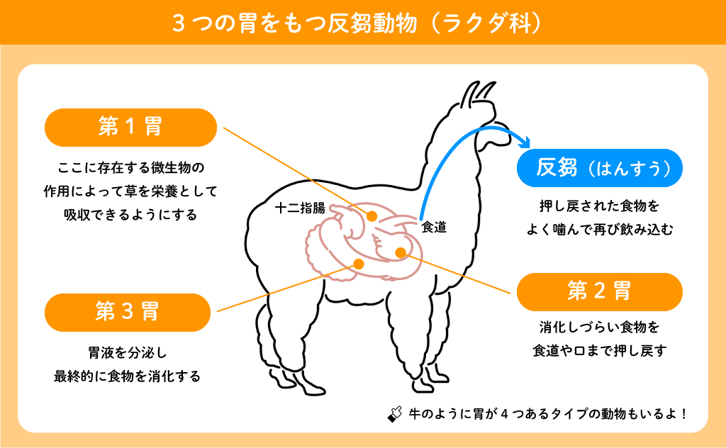 反芻の仕組み(ラクダ科)