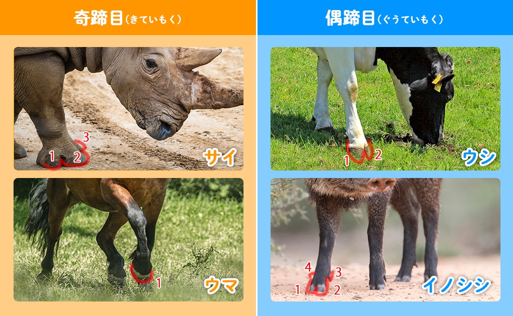 奇蹄目と偶蹄目
